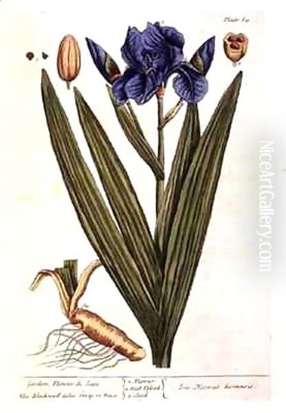 Iris, plate 69 from 'A Curious Herbal' Oil Painting by Elizabeth Blackwell