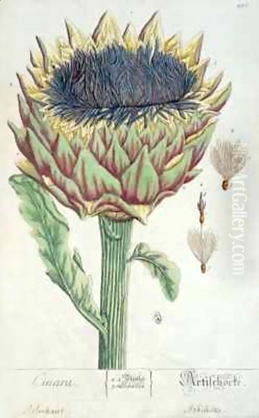 Artichoke, from 'Herbarium Blackwellianum' Oil Painting by Elizabeth Blackwell