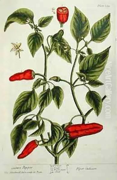 Guinea Pepper, plate 129 from 'A Curious Herbal' Oil Painting by Elizabeth Blackwell