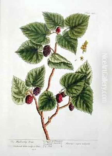 The Mulberry Tree, plate 126 from 'A Curious Herbal' Oil Painting by Elizabeth Blackwell