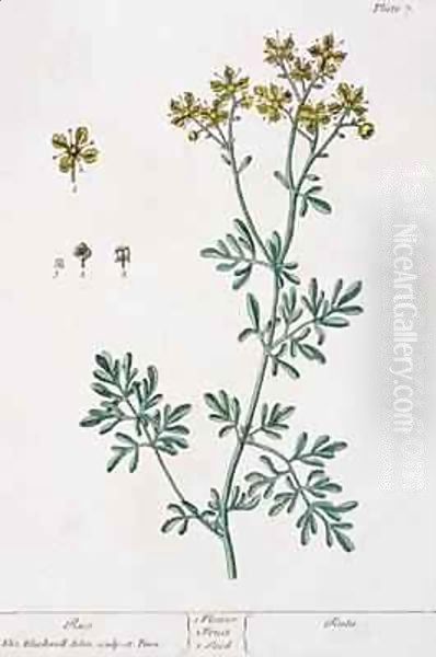 Rue, plate 7 from 'A Curious Herbal' Oil Painting by Elizabeth Blackwell