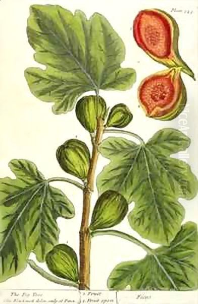 The Fig Tree, plate 125 from 'A Curious Herbal' Oil Painting by Elizabeth Blackwell