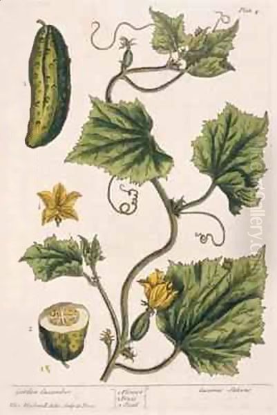 Garden Cucumber, plate 4 from 'A Curious Herbal' Oil Painting by Elizabeth Blackwell