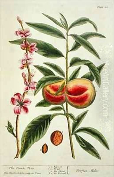 The Peach Tree, plate 101 from 'A Curious Herbal' Oil Painting by Elizabeth Blackwell