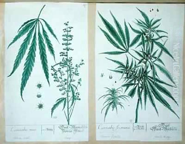 Cannabis mas and Cannabis foemina, from 'Herbarium Blackwellianum' Oil Painting by Elizabeth Blackwell