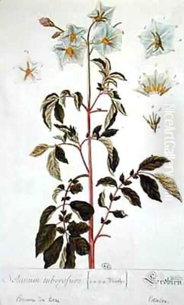 Potato Flowers, plate from 'Herbarium Blackwellianum' Oil Painting by Elizabeth Blackwell