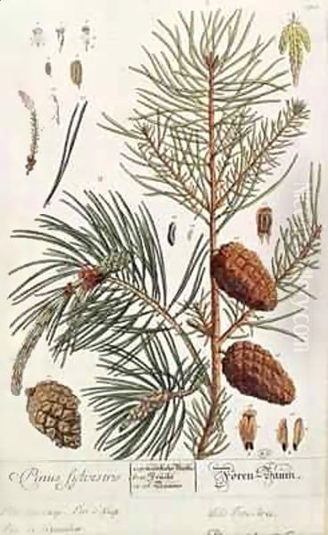 Pine Tree, from 'A Curious Herbal' Oil Painting by Elizabeth Blackwell