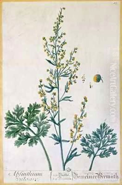 Absinthe, plate from 'Herbarium Blackwellianum' Oil Painting by Elizabeth Blackwell