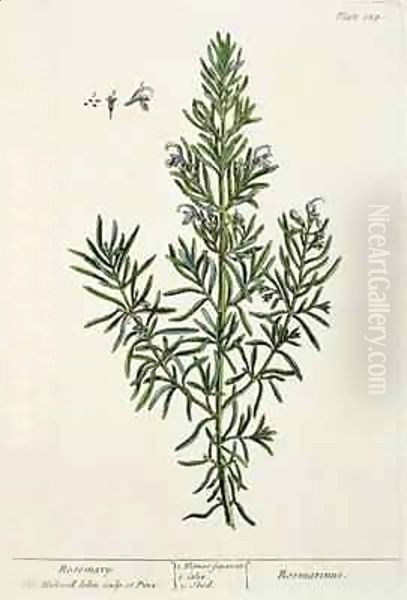 Rosmarinus Officinalis, from 'A Curious Herbal' Oil Painting by Elizabeth Blackwell