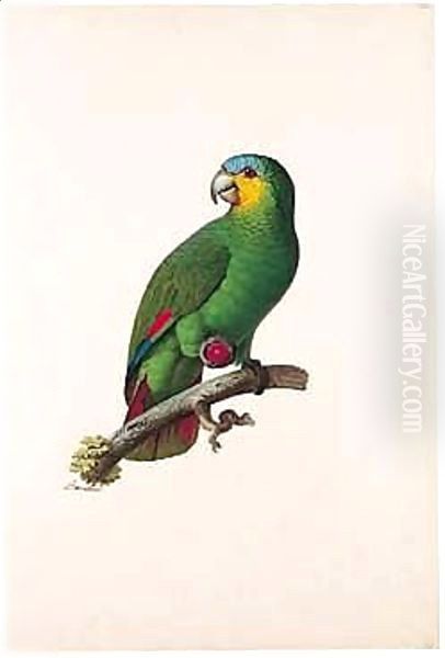 Blue-fronted Amazon (Amazona Aestiva) Oil Painting by Jacques Barraband