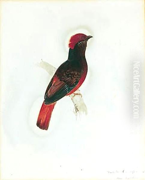 A Red Chatterer Oil Painting by Edward Lear