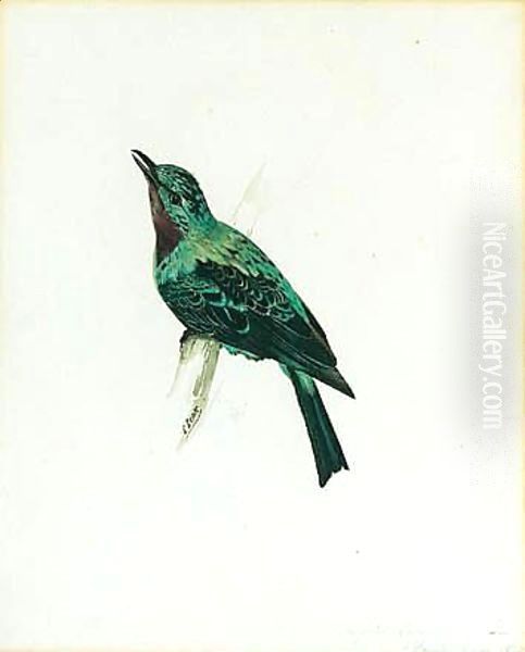 A Purple-throated Chatterer Oil Painting by Edward Lear