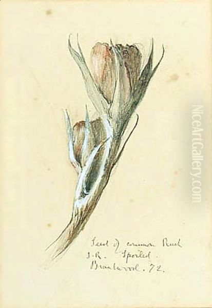 A Seed Of The Common Rusk Oil Painting by John Ruskin