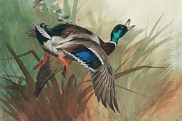 A Winged Mallard Oil Painting by Archibald Thorburn