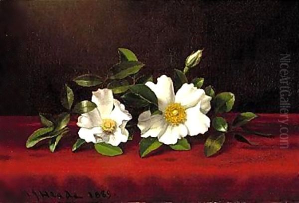 Two cherokee roses on red velvet 1889 Oil Painting by Martin Johnson Heade