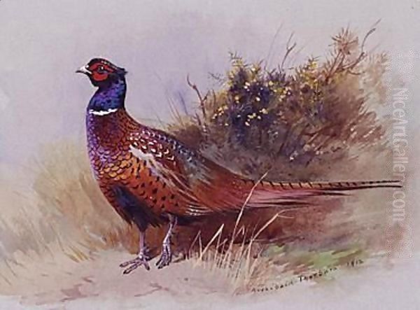 The Pheasant Oil Painting by Archibald Thorburn