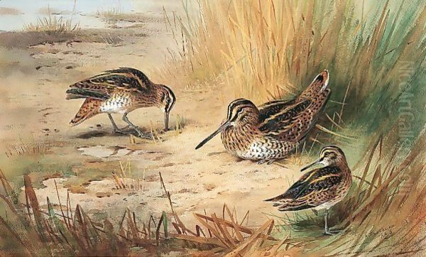 Snipe 2 Oil Painting by Archibald Thorburn