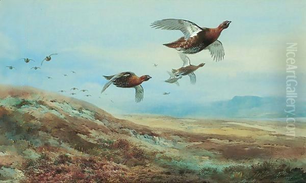 Grouse Over The Moor Oil Painting by Archibald Thorburn