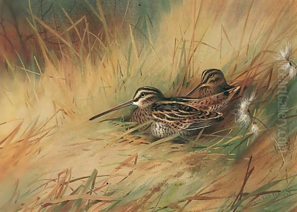 Snipe 3 Oil Painting by Archibald Thorburn