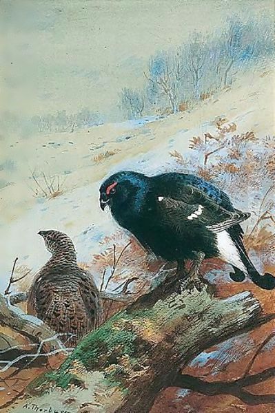 Black Game In Winter Oil Painting by Archibald Thorburn