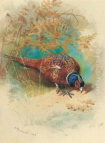 A Cock Pheasant Feeding Oil Painting by Archibald Thorburn