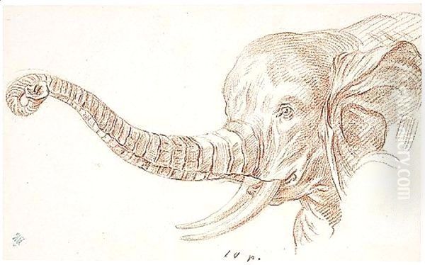 Study Of The Head Of An Elephant Oil Painting by Charles-Nicolas II Cochin