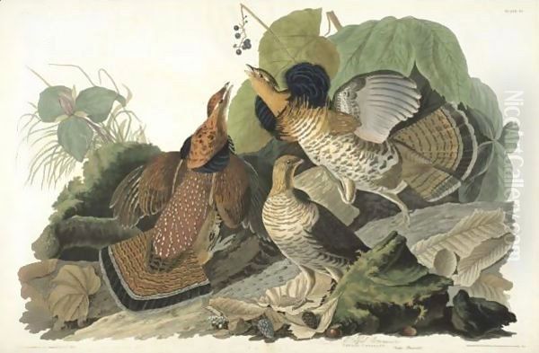 Ruffed Grous (Plate 41) Oil Painting by John James Audubon