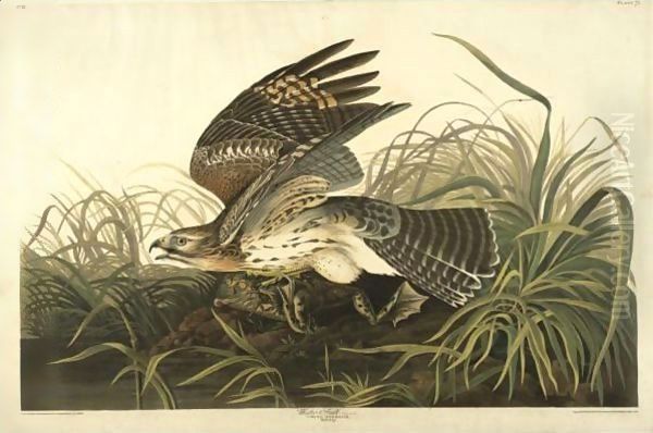 Winter Hawk (Plate 71) Oil Painting by John James Audubon