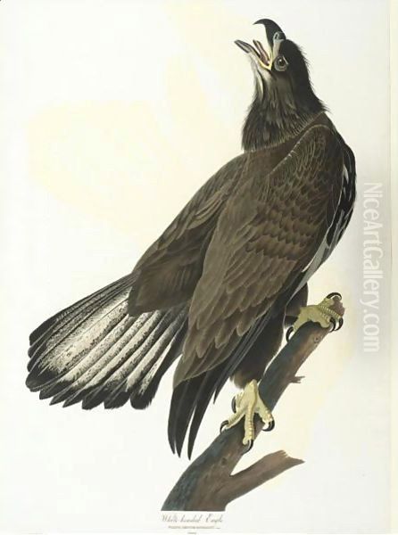 White-Headed Eagle (Plate Cxxvi) Oil Painting by John James Audubon