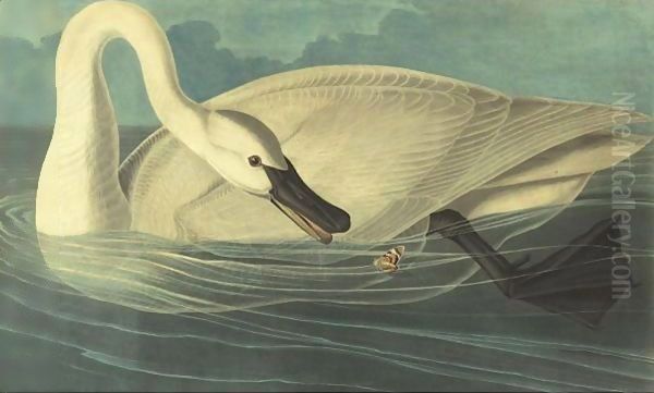 Trumpeter Swan (Plate Ccccvi) Oil Painting by John James Audubon