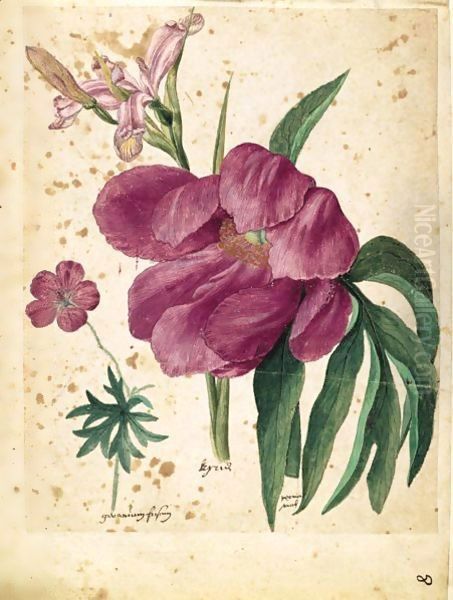 A Sheet Of Studies Of Flowers A Peony, A Spanish Iris And A Wild Geranium Oil Painting by Jacques (de Morgues) Le Moyne