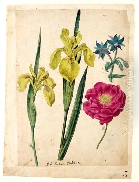 A Sheet Of Studies Of Flowers A Borage, A French Rose And Two Wild Irises 'Yellow Flag' Oil Painting by Jacques (de Morgues) Le Moyne