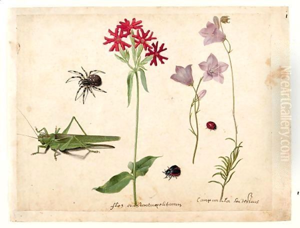 A Sheet Of Studies With A Grasshopper, A Spider, A Ladybird And A May-Bug, And Two Campanulas And A Maltese Cross Oil Painting by Jacques (de Morgues) Le Moyne