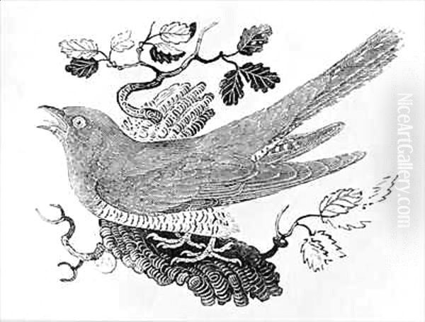 The Cuckoo (Cuculus canorus) from the 'History of British Birds' Volume I Oil Painting by Thomas Falcon Bewick