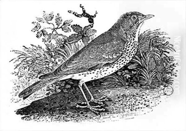 The Throstle Thrush from 'History of British Birds and Quadrupeds' 2 Oil Painting by Thomas Falcon Bewick