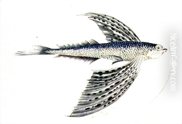 A Flying Fish Oil Painting by Thomas Falcon Bewick