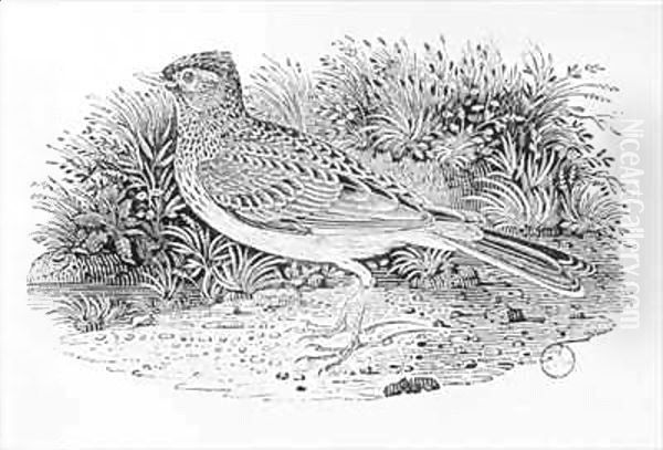 The Skylark (Alauda arvensis) from the 'History of British Birds' Volume I Oil Painting by Thomas Falcon Bewick