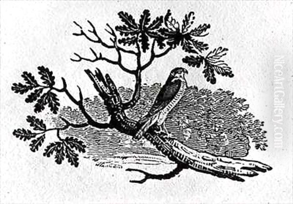 The Sparrowhawk (Accipiter nisus) from the 'History of British Birds' Volume I Oil Painting by Thomas Falcon Bewick