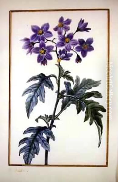 Solanum quercifolium Oil Painting by Pancrace Bessa