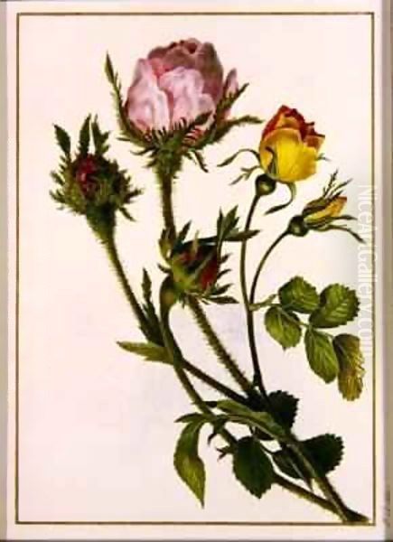 Musk Roses Oil Painting by Pancrace Bessa