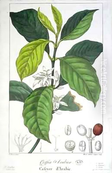 Coffea Arabica (Coffee) Oil Painting by Pancrace Bessa