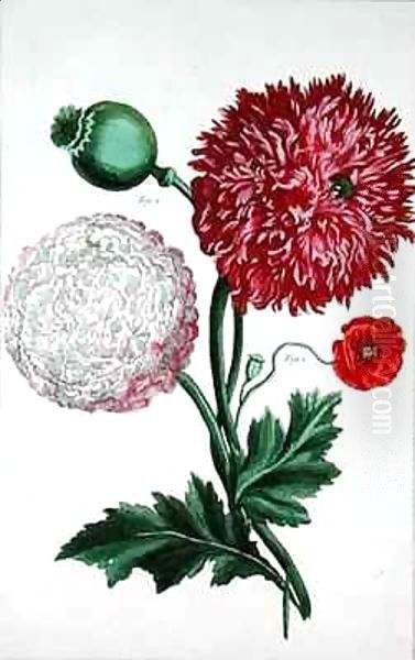 Papaver somniferum and Papaver rheas Oil Painting by Basilius Besler