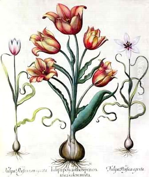 Tulipa Perfica non aperta, Tulipa Polyanthos Pracox, Tulipa Perfica aperta Oil Painting by Basilius Besler