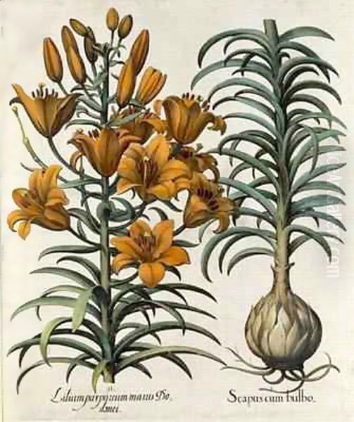 Lilium purpureum mauis Do danei and Scapus cum bulbo Oil Painting by Basilius Besler