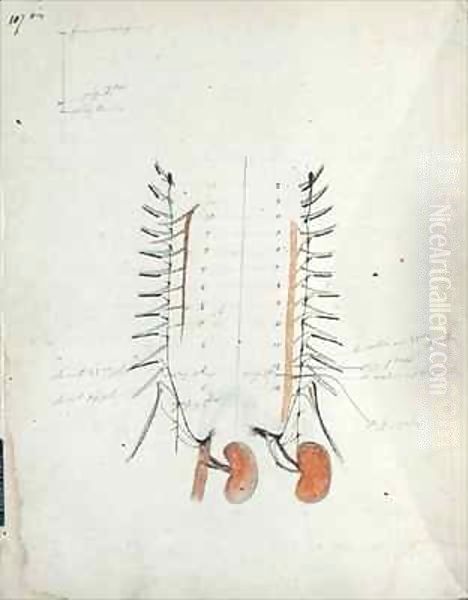 The Kidneys Oil Painting by Claude Bernard