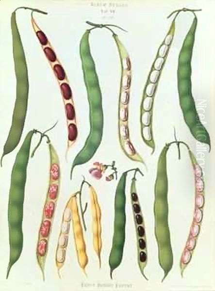 Beans, Tab VII from the 'Album Benary' Oil Painting by Ernst Benary