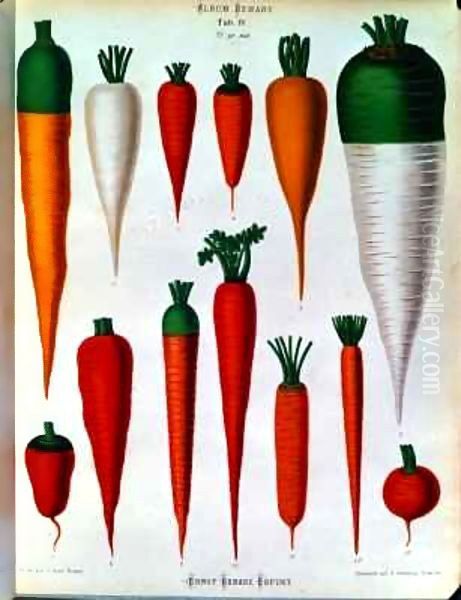 Carrots, Table IV from the 'Album Benary' Oil Painting by Ernst Benary