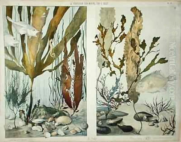 Seaweed, fishes, sea horse, crab and shellfish by Emile Belet