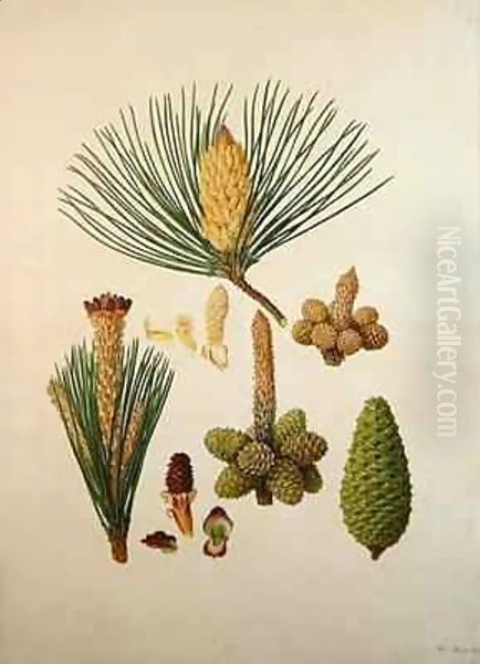 Pinus pinaster, c.1790, from a bound volume of watercolours composed for Alymer Bourke Lambert's, 'A Description of the genus Pinus' Oil Painting by Ferdinand Bauer