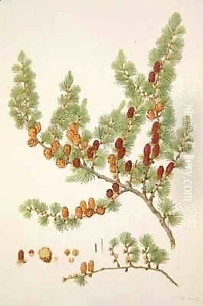 Pinus microcarpa, c.1790, from a bound volume of watercolours composed for Alymer Bourke Lambert's, 'A Description of the genus Pinus' Oil Painting by Ferdinand Bauer